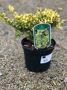 ILEX CRENATA GOLDEN GEM