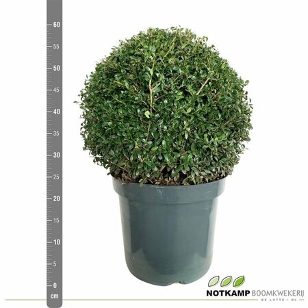 Ilex crenata 'Green Glory' 40-45 CM BALL
