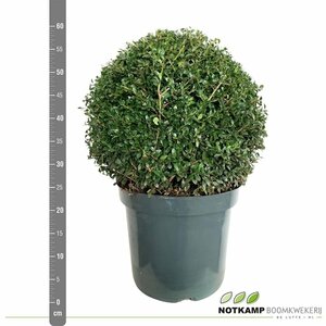 Ilex crenata 'Green Glory' 40-45 CM BALL