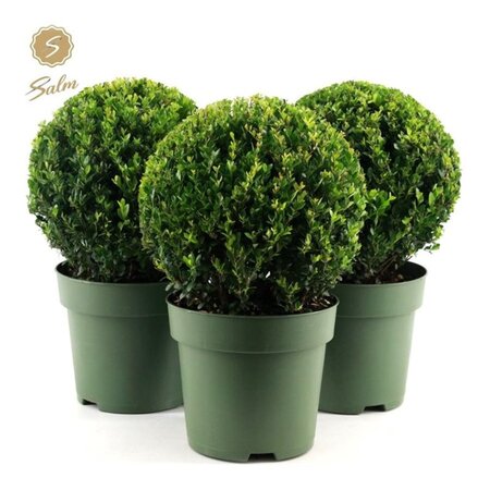 Ilex crenata 'Jenny'® 30 CM BALL