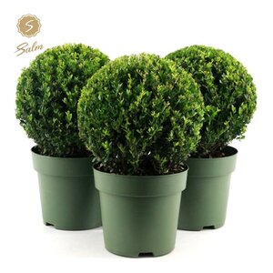 Ilex crenata 'Jenny'® 30 CM BALL
