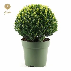 Ilex crenata 'Jenny'® 40CM BALL