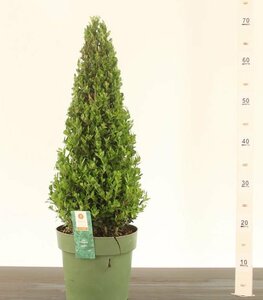 Ilex crenata 'Jenny'®  50-60 CM PYR