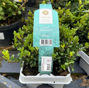 Ilex crenata 'Jenny'® 6-pack clayette