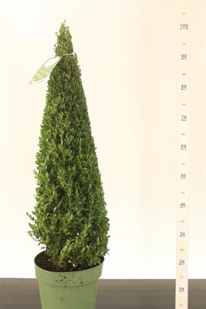 Ilex crenata 'Jenny'® 70-80 CM PYR