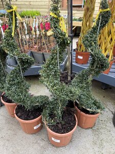 Ilex Crenata Kinme Spiral