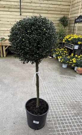 Ilex Crenata Kinme Stam (Stem 80cm )