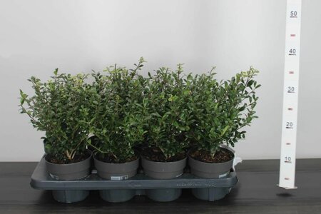 Ilex crenata 'Luxus® Hedge'