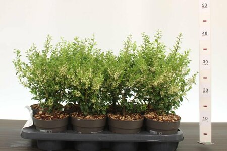 Ilex crenata 'Luxus® Hedge'