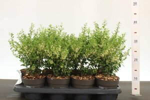 Ilex crenata 'Luxus® Hedge'