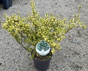 Ilex crenata 'Luxus® Hedge'