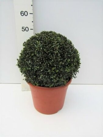 Ilex crenata 'Stokes' 40 CM BALL