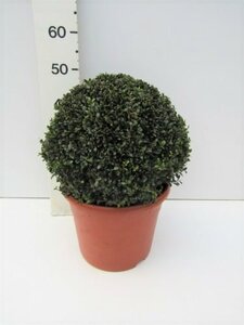 Ilex crenata 'Stokes' 40 CM BALL