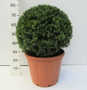 Ilex crenata 'Stokes' 50 CM BALL