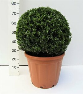 Ilex crenata 'Stokes' 60-65 CM BALL