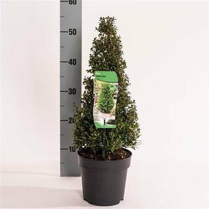 Ilex crenata 'Stokes' Pyramid