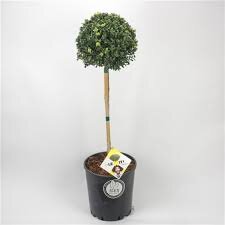 Ilex Dark green Ball 80cm stem