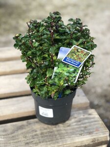 Ilex meserv. Little Rascal