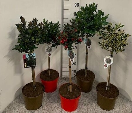 Ilex mix 40CM STEM