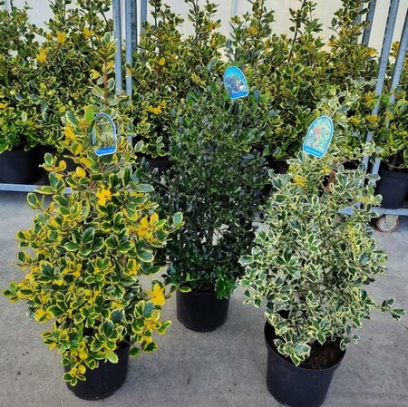 Ilex mix 80-100 CM