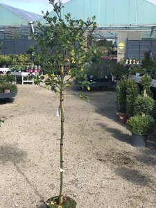 Ilex mix* / 90 CM STEM 7.5 L