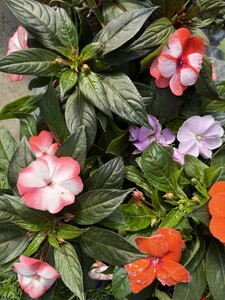Impatiens 'New Guinee' mix - image 2