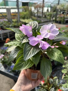 Impatiens 'New Guinee' mix - image 3