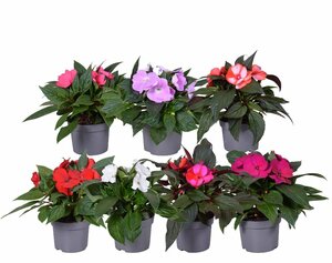 Impatiens NG 'Tamarinda' mix