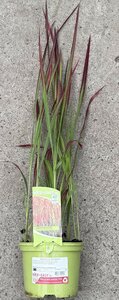 Imperata cyl. Red Baron