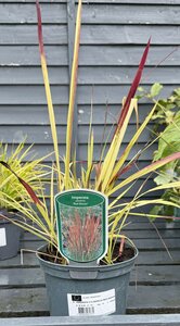 IMPERATA CYLINDRICA RED BARON
