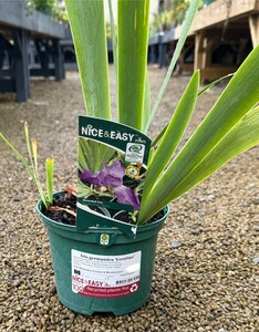 Iris germanica 'Gentius'