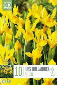 IRIS HOLLANDICA YELLOW