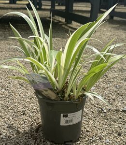 IRIS TECT. CRUELLA