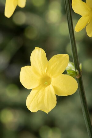 JASMINUM NUDIFLORUM