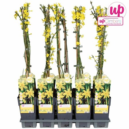 Jasminum nudiflorum single cane
