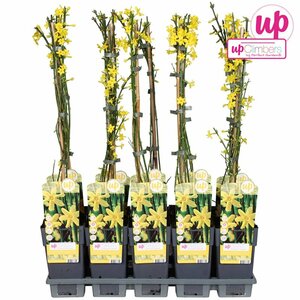 Jasminum nudiflorum single cane