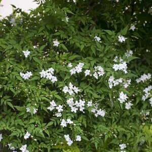 JASMINUM OFFICINALIS