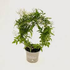 Jasminum polyanthum - hoop (300 buds)