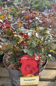 JUMBO BUSH Trumpeter