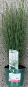 Juncus eff. 'Blue Dart'