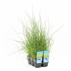 Juncus effusus / P9 - image 1