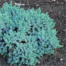 Juniperus Blue Compact