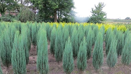 JUNIPERUS SCOP. BLUE ARROW