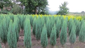 JUNIPERUS SCOP. BLUE ARROW