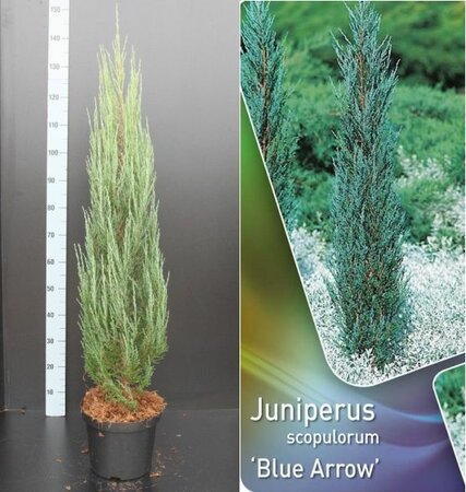 Juniperus scopulorum 'Blue Arrow' / 100-125 CM C7.5