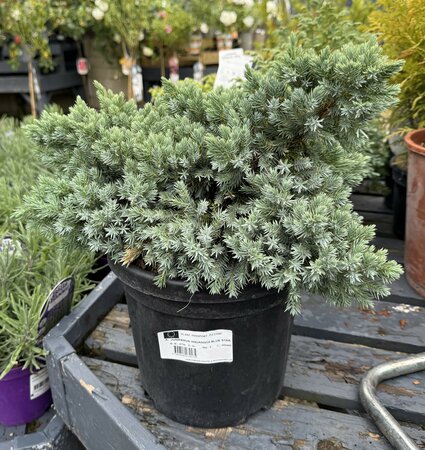 JUNIPERUS SQUAMATA BLUE STAR
