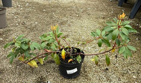 Kalmia mix