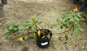 Kalmia mix