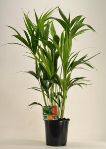 Kentia forst.5er