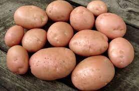 Kerrs pink Potato